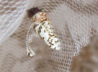 Allevamento di Melitaea didyma su Rhinanthus alectorolophus